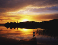 Lough Gill Silhouette of Swan at Sunset Fine Art Print by The Irish Image Collection