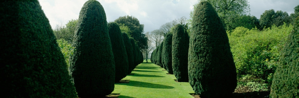Hedge in a Formal Garden Fine Art Print by Panoramic Images