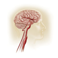 Side View of Human Brain with Internal Carotid Artery Fine Art Print by TriFocal Communications