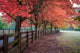 Washington State Fall Colors Tree Poster Print by Dennis Kirkland