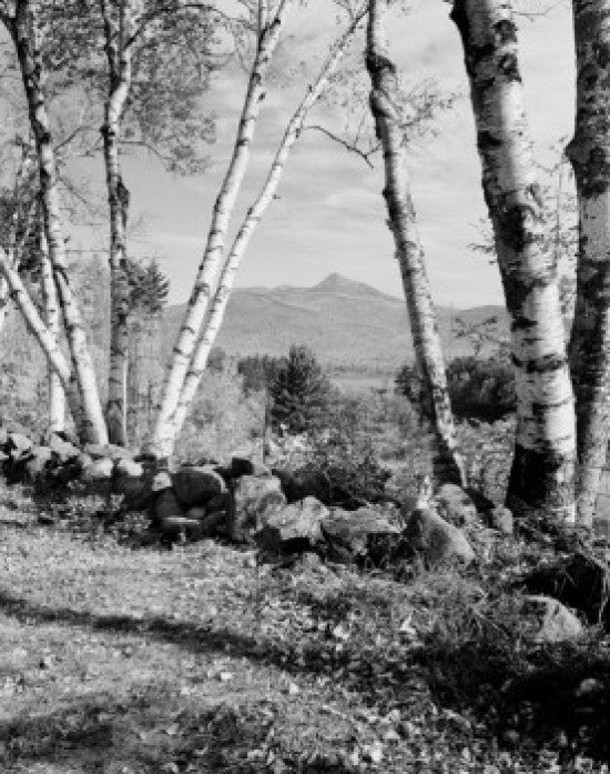 USA, New Hampshire, Mt. Chocorua through Birches Fine Art Print
