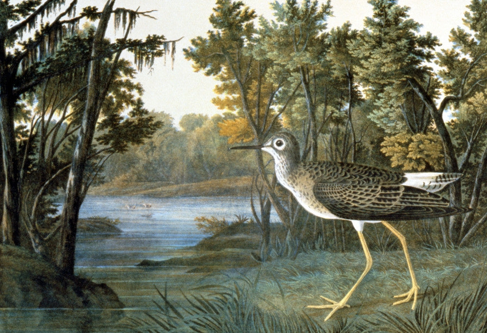 Lesser Yellowlegs Lithograph Print by John James Audubon