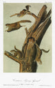 Southern Flying Squirrel Lithograph Fine Art Print by John James Audubon