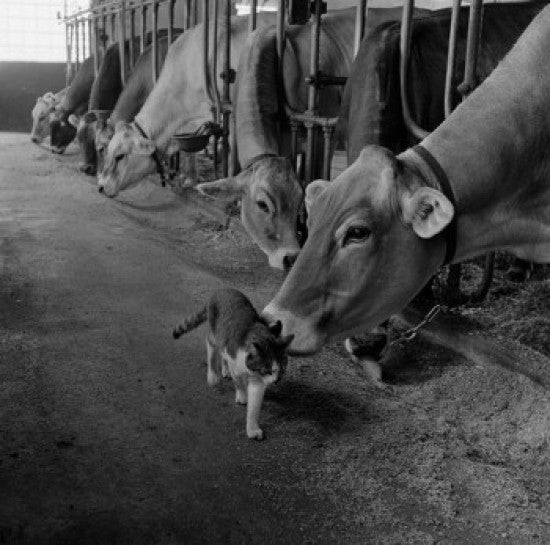 Cow Sniffing Cat Fine Art Print - Unique Animal Décor