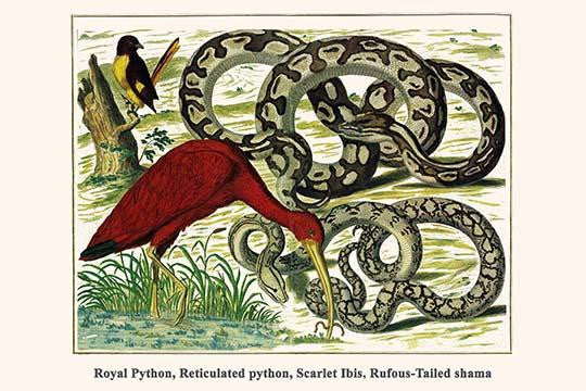 Python regius, Python reticulatus, Eudocimus ruber, Trichixos pyrrophyga Fine Art Print by Albertus Seba