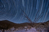 Octotillo and Star Trails Fine Art Print by Dan Barr