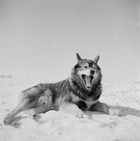 Huskie Lying on Snow Fine Art Print - Multiple Sizes Available