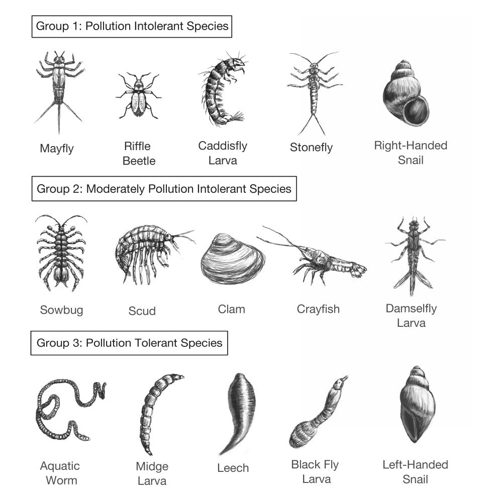 Macroinvertebrates Chart - Pollution Tolerance Fine Art Print by Spencer Sutton