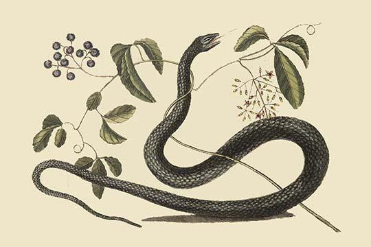 Black Snake Fine Art Print by Catesby Catesby