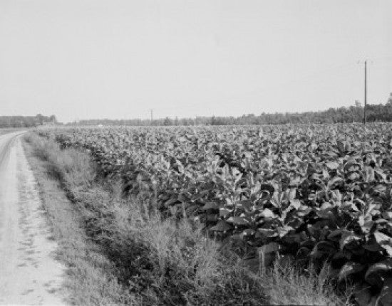 Plants on Field Fine Art Print - Available in Multiple Sizes