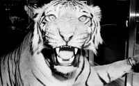 Tiger's Head Fine Art Print - Stunning Wall Décor