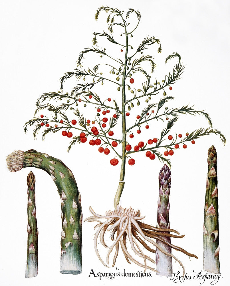 Botany: Asparagus Fine Art Print from 1613 – Engraving by Basilius Besler