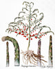 Botany: Asparagus Fine Art Print from 1613 – Engraving by Basilius Besler
