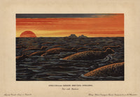 Steller's Sea Cow Fine Art Print by Florilegius | Mary Evans