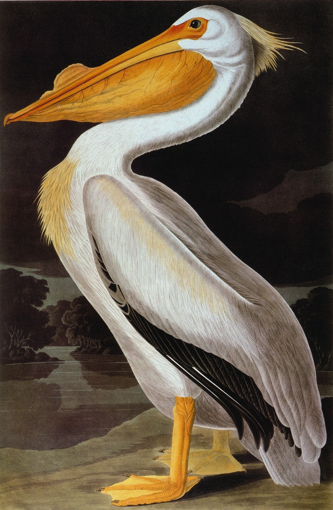 Great White Pelican Fine Art Print from Audubon's Birds of America