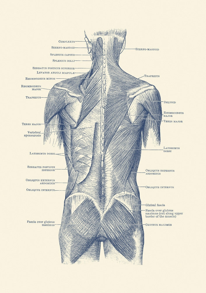 Vintage Human Muscular System Anatomy Poster Print by John Parrot
