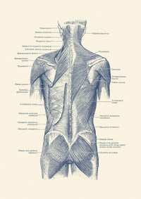 Vintage Human Muscular System Anatomy Poster Print by John Parrot