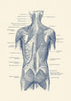 Vintage Human Muscular System Anatomy Poster Print by John Parrot