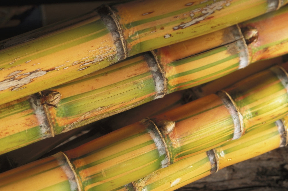 Close-Up Detail of Mature Sugar Cane Stalks Photo Print by Dana Edmunds