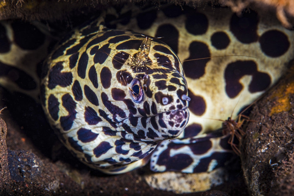Cleaner Shrimp and Spotted Moray Eel Fine Art Print by Brook Peterson