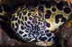 Cleaner Shrimp and Spotted Moray Eel Fine Art Print by Brook Peterson