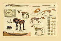 Early Mammals Fossil Collection Fine Art Print