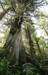 Meares Island Cedar and Fir Trees Fine Art Print - Canada