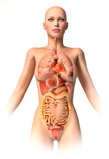 Anatomy of Female Body Fine Art Print by Leonello Calvetti