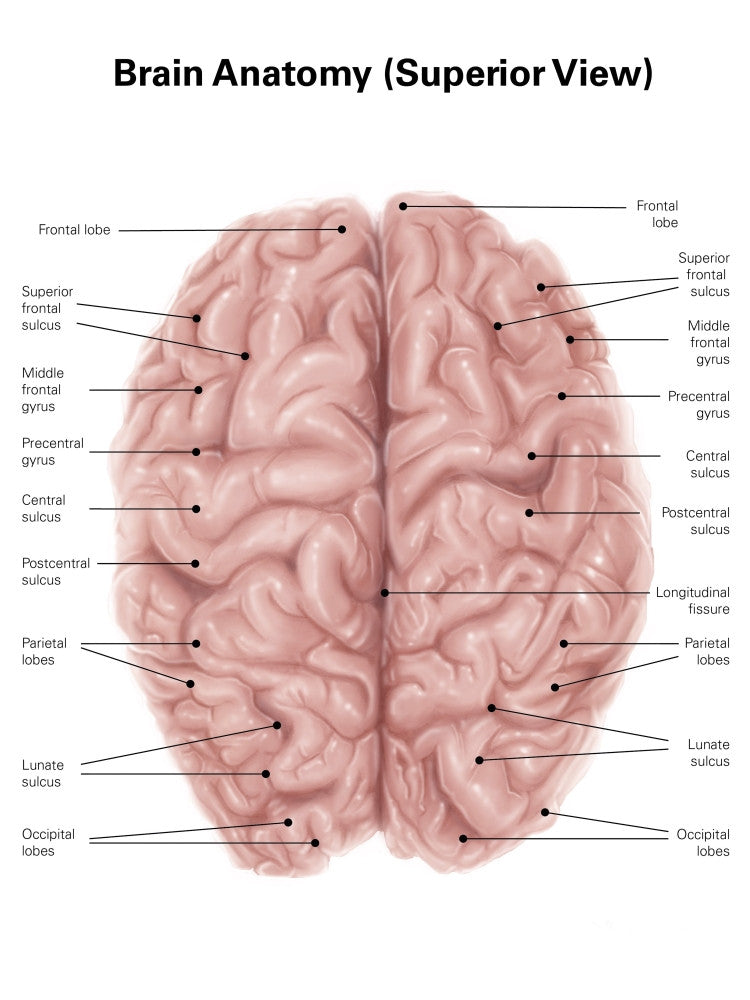 Human Brain Anatomy - Superior View Fine Art Print by Alan Gesek