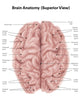 Human Brain Anatomy - Superior View Fine Art Print by Alan Gesek