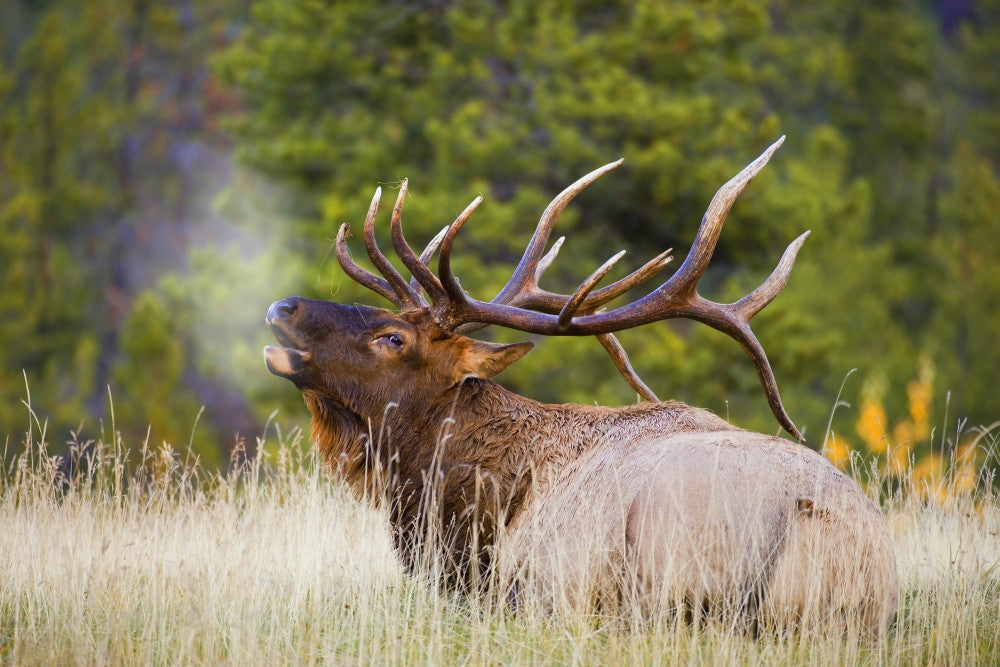 Stunning Bull Elk Fine Art Print - Multiple Sizes Available
