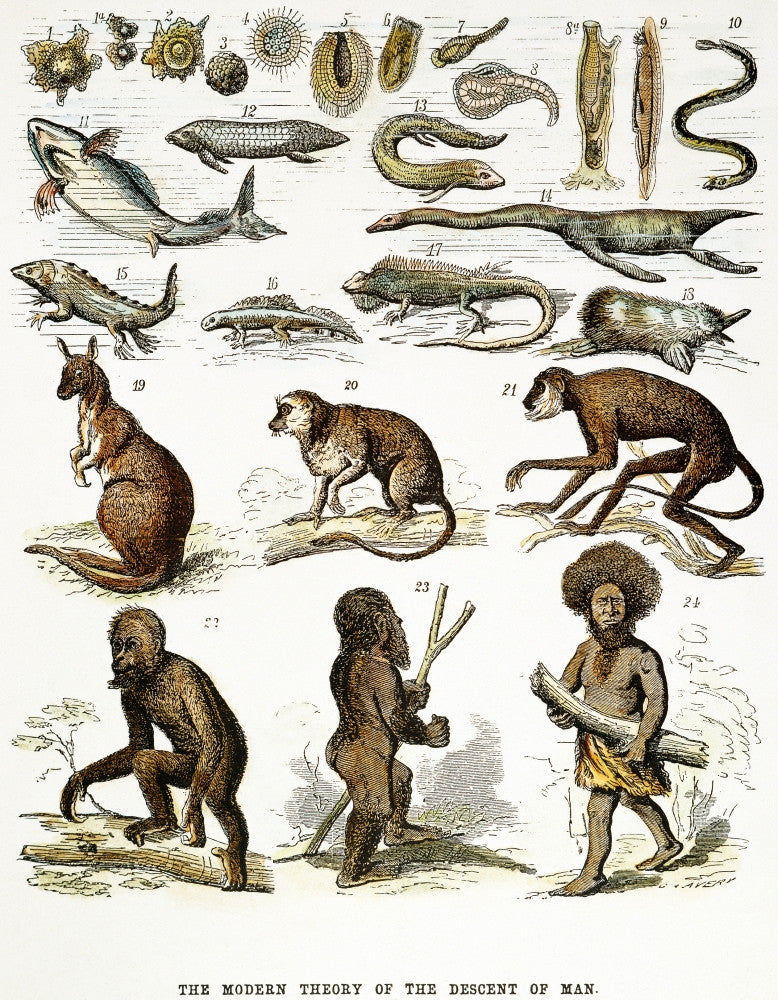 Evolution Chart Fine Art Print - 1876 Wood Engraving by Ernst Haeckel