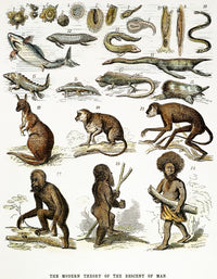 Evolution Chart Fine Art Print - 1876 Wood Engraving by Ernst Haeckel