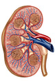 Cross Section of Kidney Anatomy Fine Art Print - StockTrek Images