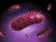 Microscopic View of Bacteria Fine Art Print - StockTrek Images