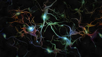 Colorful Neurons Canvas Art Print by Bruce Rolff | Stocktrek Images