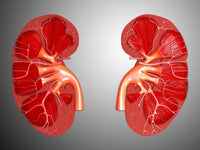 Cross-section of Human Kidney Fine Art Print | Posterazzi