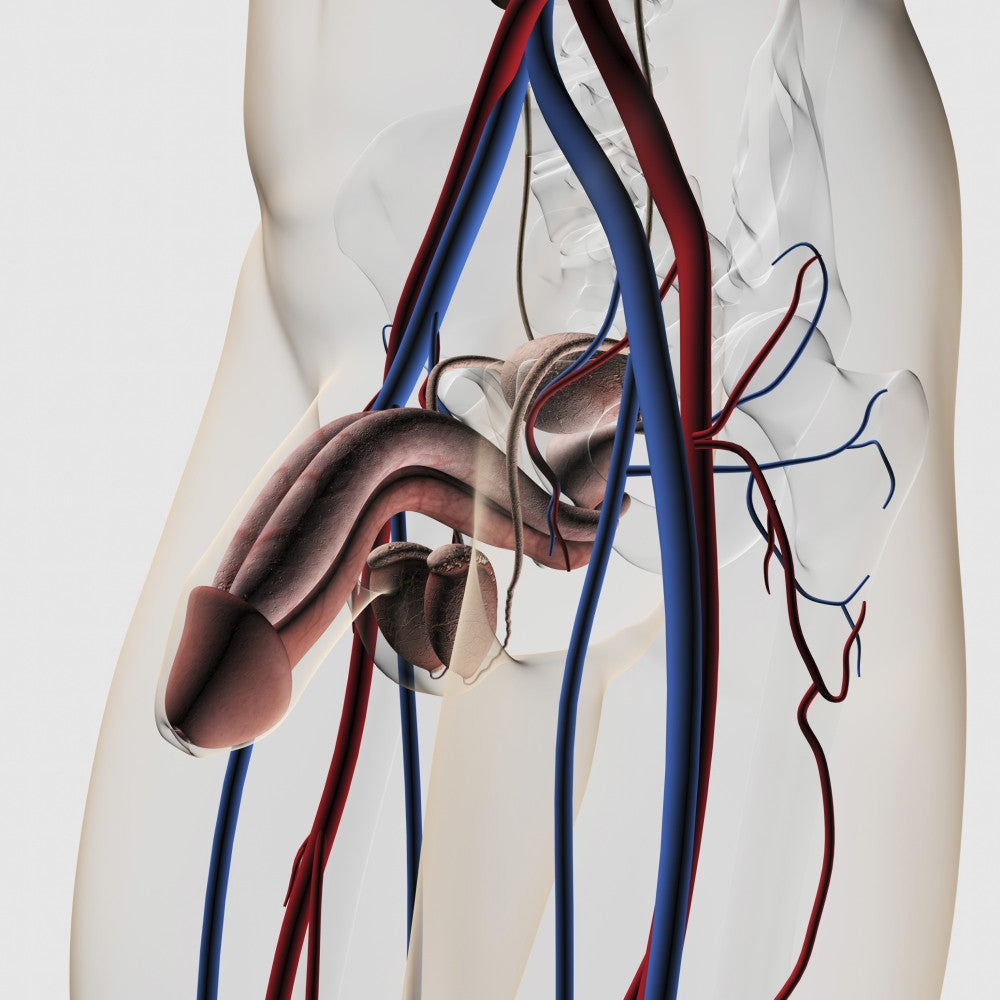 Three-Dimensional Medical Illustration of Male Reproductive System Poster Print