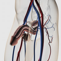 Three-Dimensional Medical Illustration of Male Reproductive System Poster Print