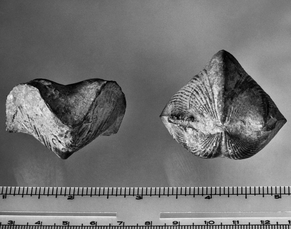 Fossil of Paraspirifer Bownocker - Devonian Brachiopod Print by Granger Collection