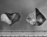 Fossil of Paraspirifer Bownocker - Devonian Brachiopod Print by Granger Collection