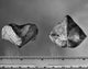 Fossil of Paraspirifer Bownocker - Devonian Brachiopod Print by Granger Collection