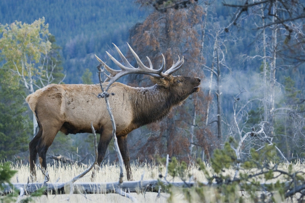 Rocky Mountain Bull Elk Morning Bugle Fine Art Print by Ken Archer
