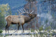Rocky Mountain Bull Elk Morning Bugle Fine Art Print by Ken Archer