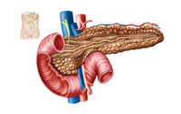 Anatomy of Pancreas Fine Art Print | Posterazzi