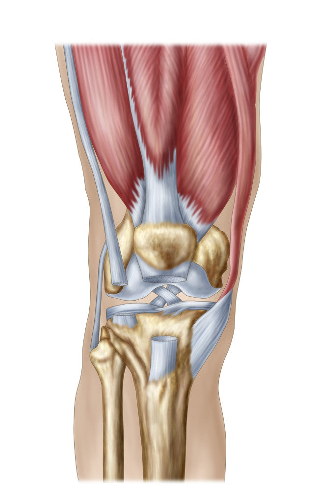 Anatomy of the Human Knee Joint Fine Art Print