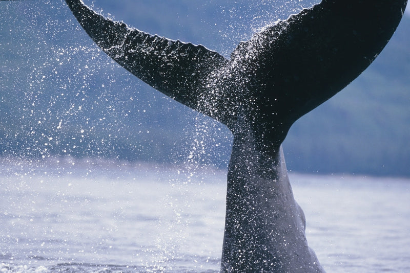 Close-Up Fine Art Print of Humpback Whale Fluke in Frederick Sound, Alaska