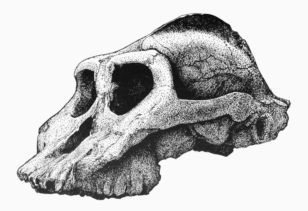 Australopithecus Boisei Fine Art Print by Granger Collection
