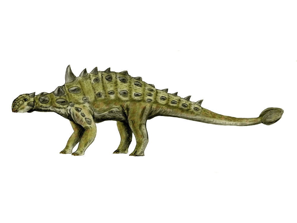 Euoplocephalus Dinosaur Fine Art Print on White Background