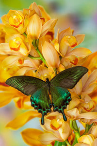 Male Asian Swallowtail Butterfly on Golden Cymbidium Orchid Fine Art Print by Darrell Gulin